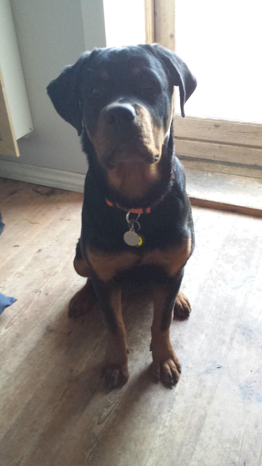 Rottweiler Hartmann's Kenzo billede 21