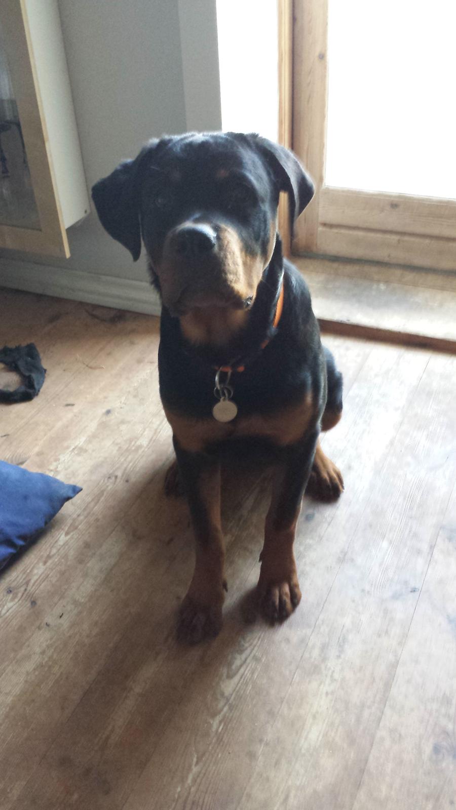 Rottweiler Hartmann's Kenzo billede 22