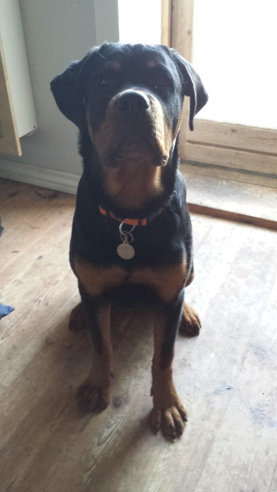 Rottweiler Hartmann's Kenzo billede 20