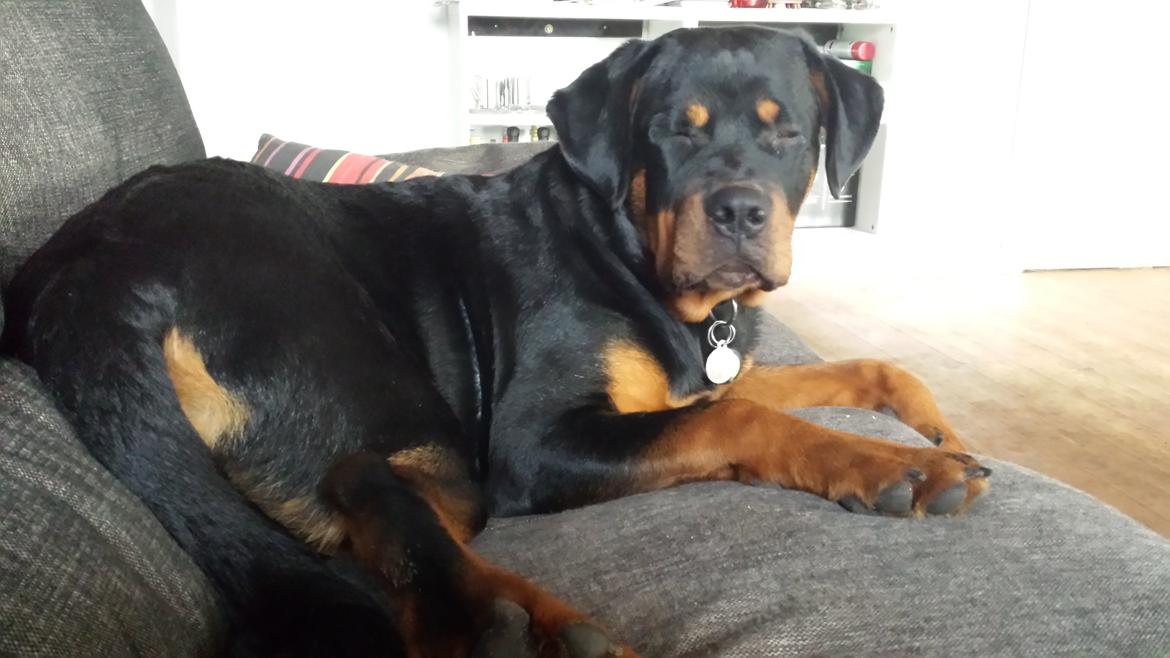 Rottweiler Hartmann's Kenzo billede 24