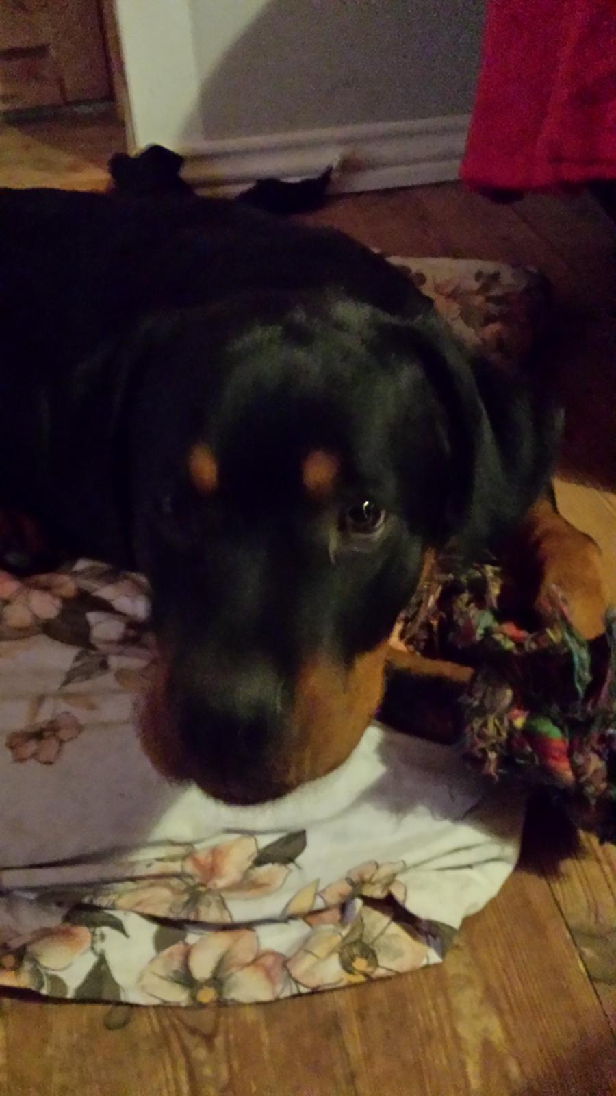 Rottweiler Hartmann's Kenzo billede 23