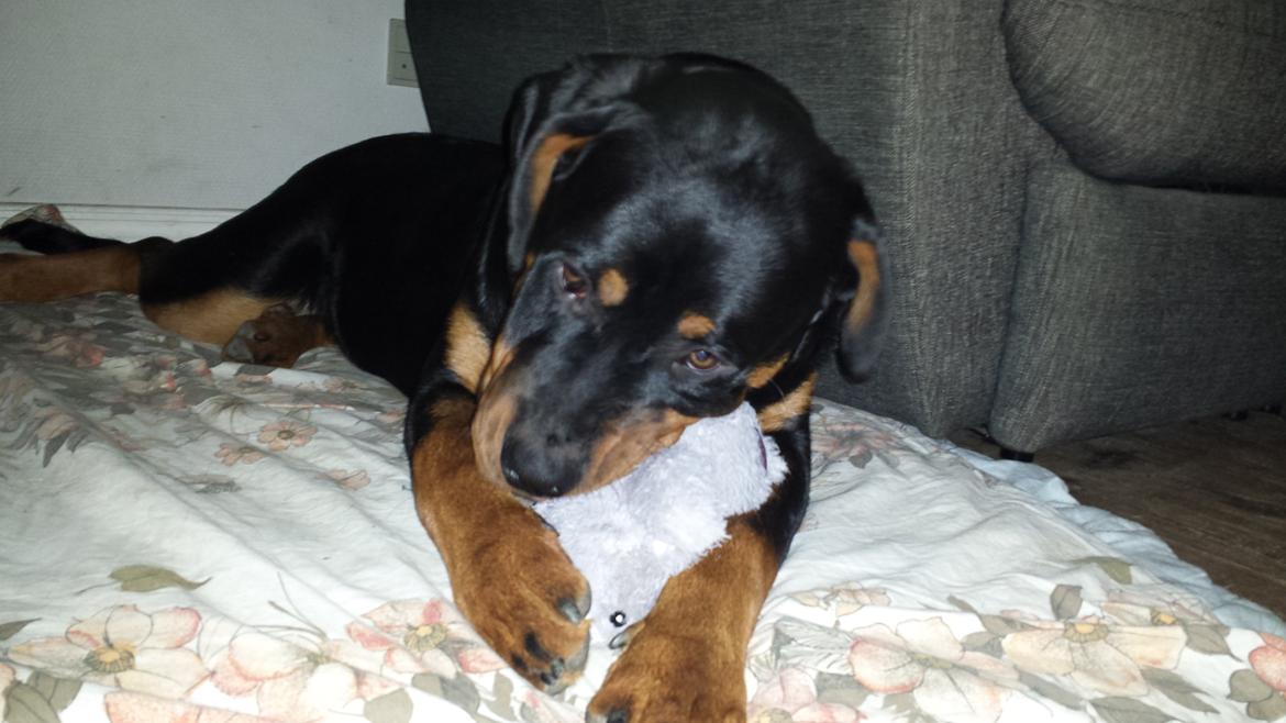 Rottweiler Hartmann's Kenzo billede 25