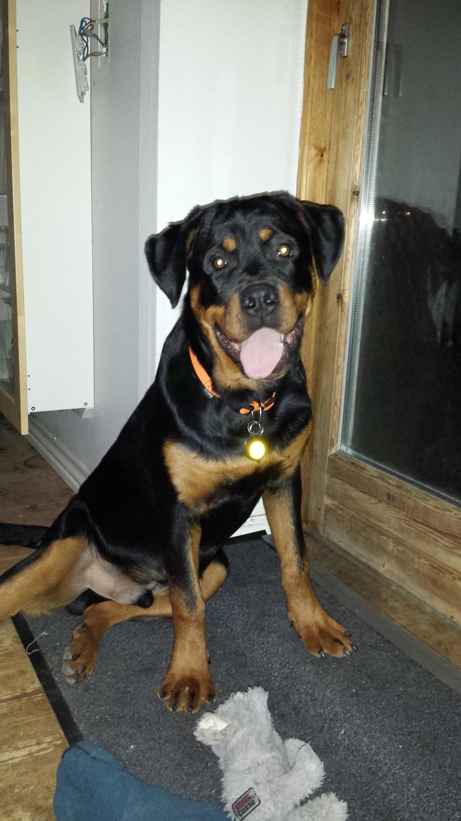 Rottweiler Hartmann's Kenzo billede 27