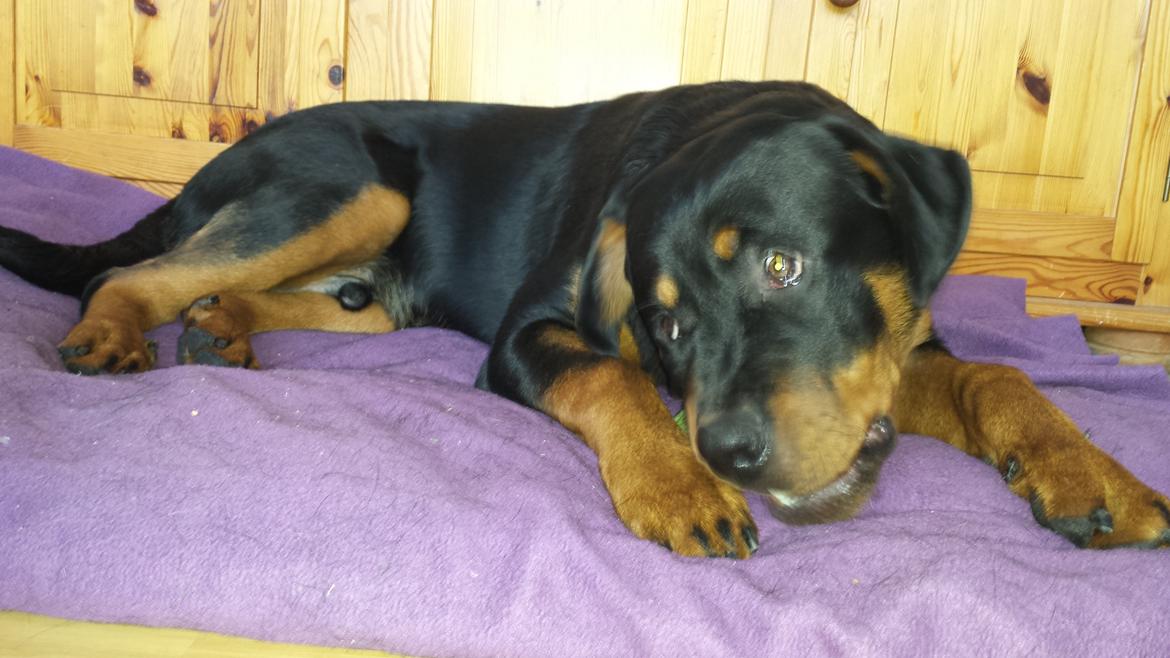 Rottweiler Hartmann's Kenzo billede 26