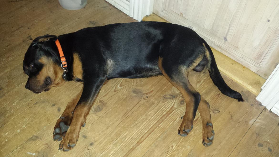 Rottweiler Hartmann's Kenzo billede 29