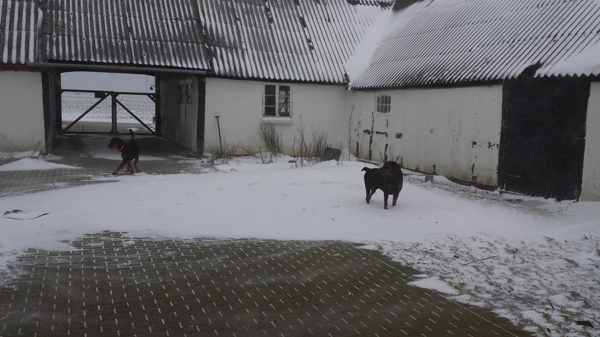 Rottweiler Hartmann's Kenzo billede 30