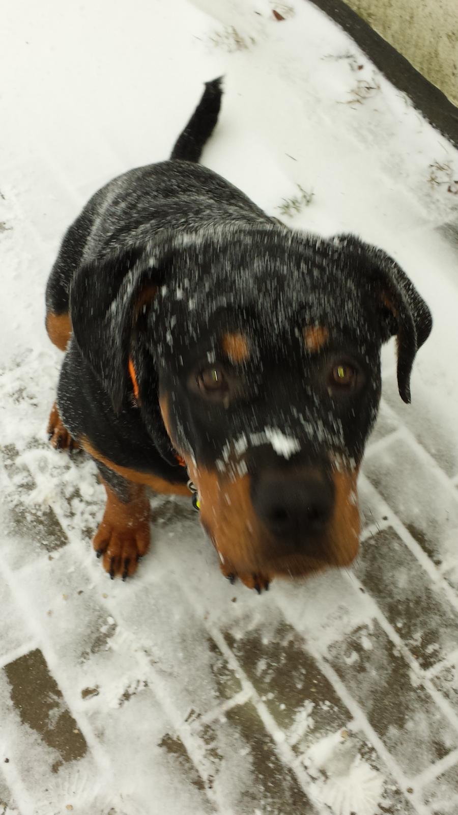 Rottweiler Hartmann's Kenzo billede 31