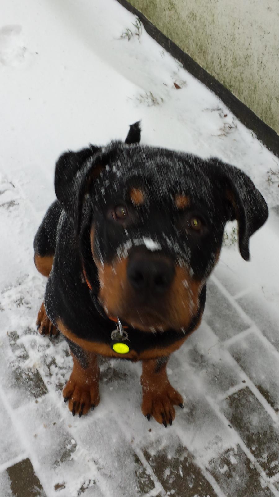 Rottweiler Hartmann's Kenzo billede 32