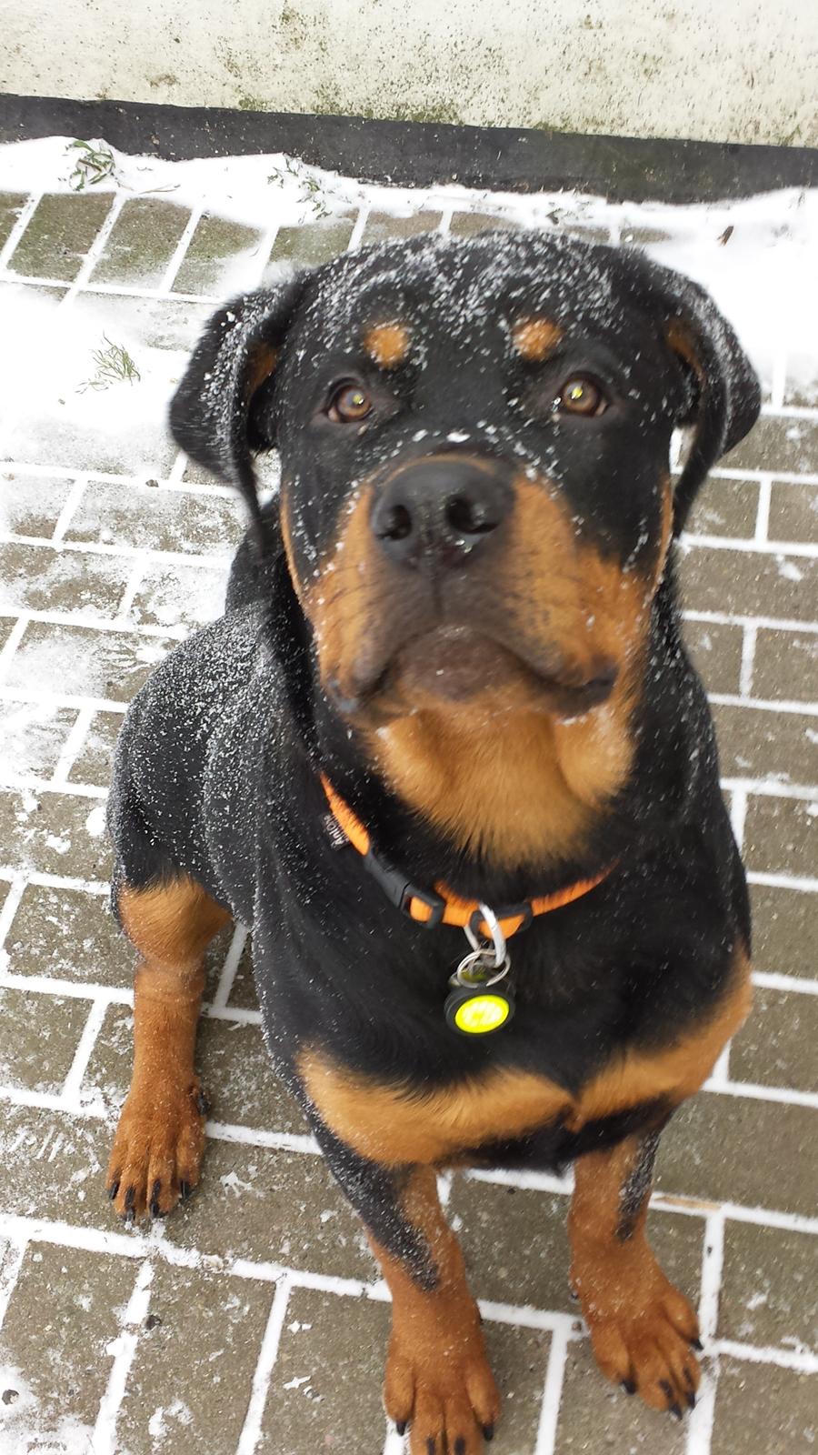 Rottweiler Hartmann's Kenzo billede 33