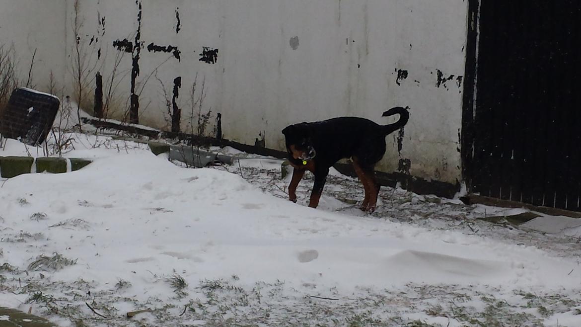 Rottweiler Hartmann's Kenzo billede 28