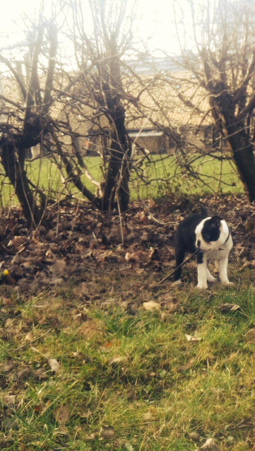 Boston terrier Tonfoss Tamara (Unique) - 10 + uger. billede 11