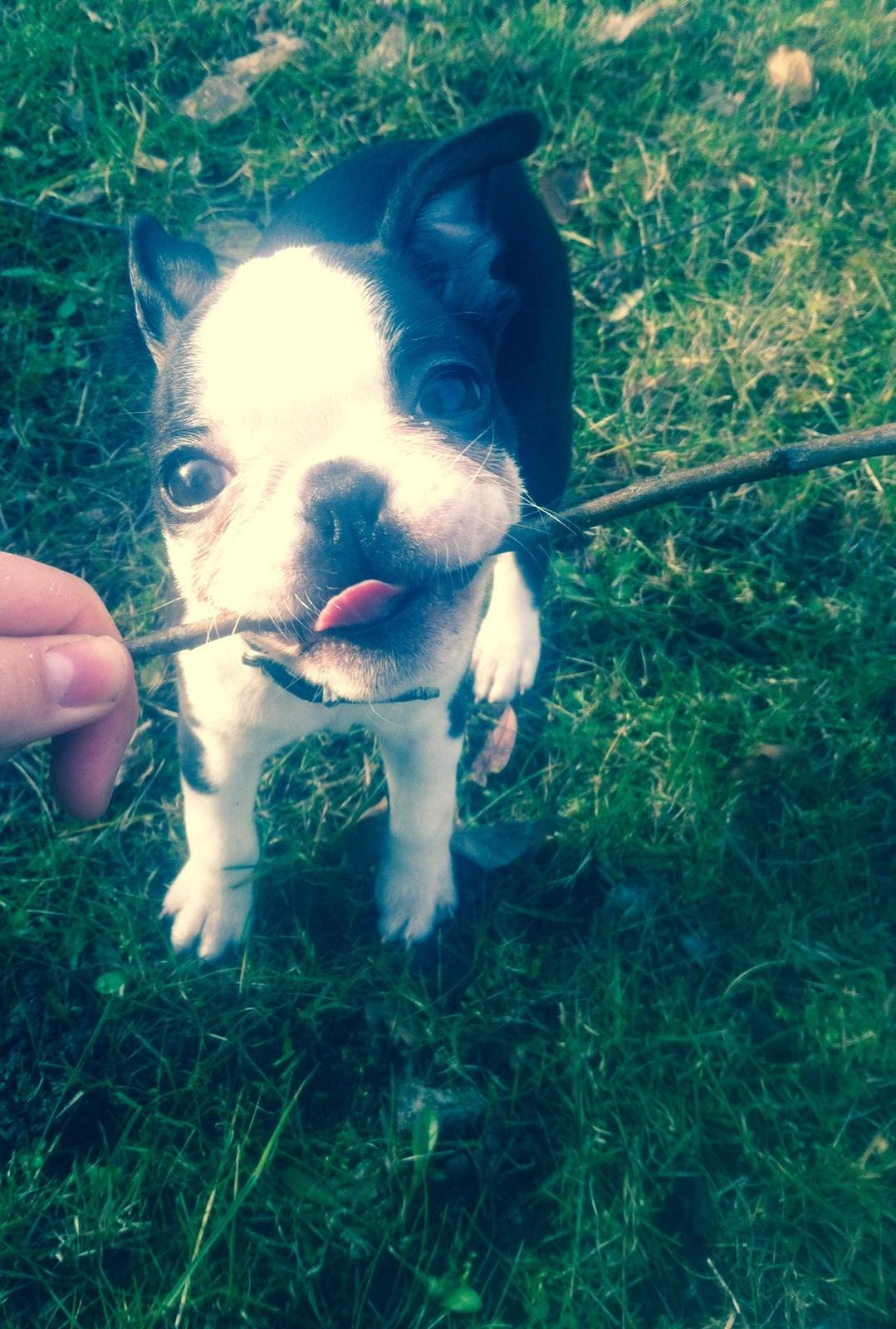 Boston terrier Tonfoss Tamara (Unique) - JES - ELSKER PIND!  billede 12