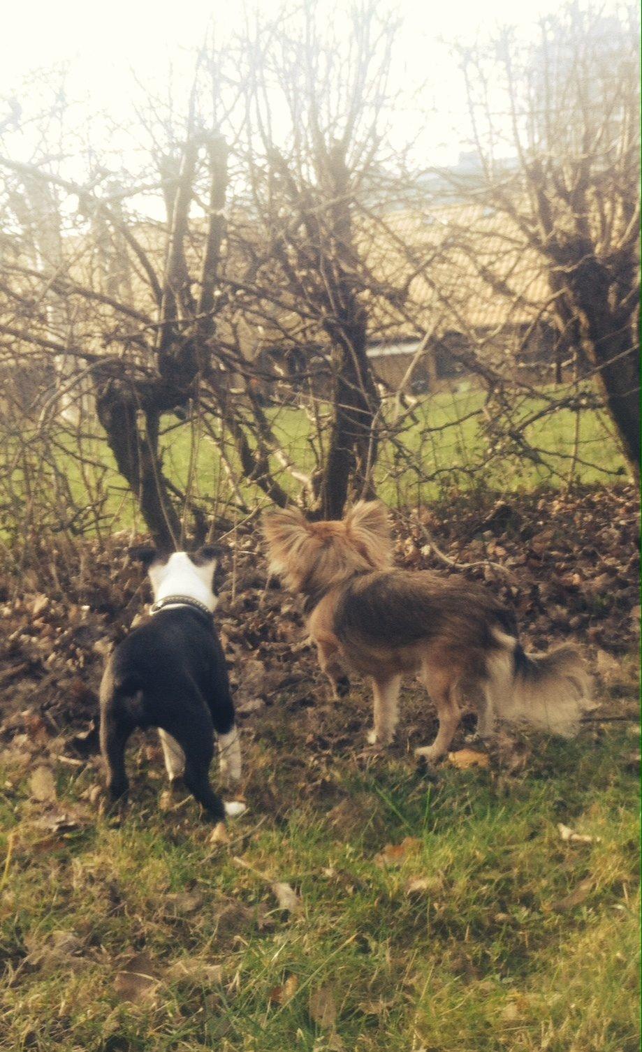 Boston terrier Tonfoss Tamara (Unique) billede 13