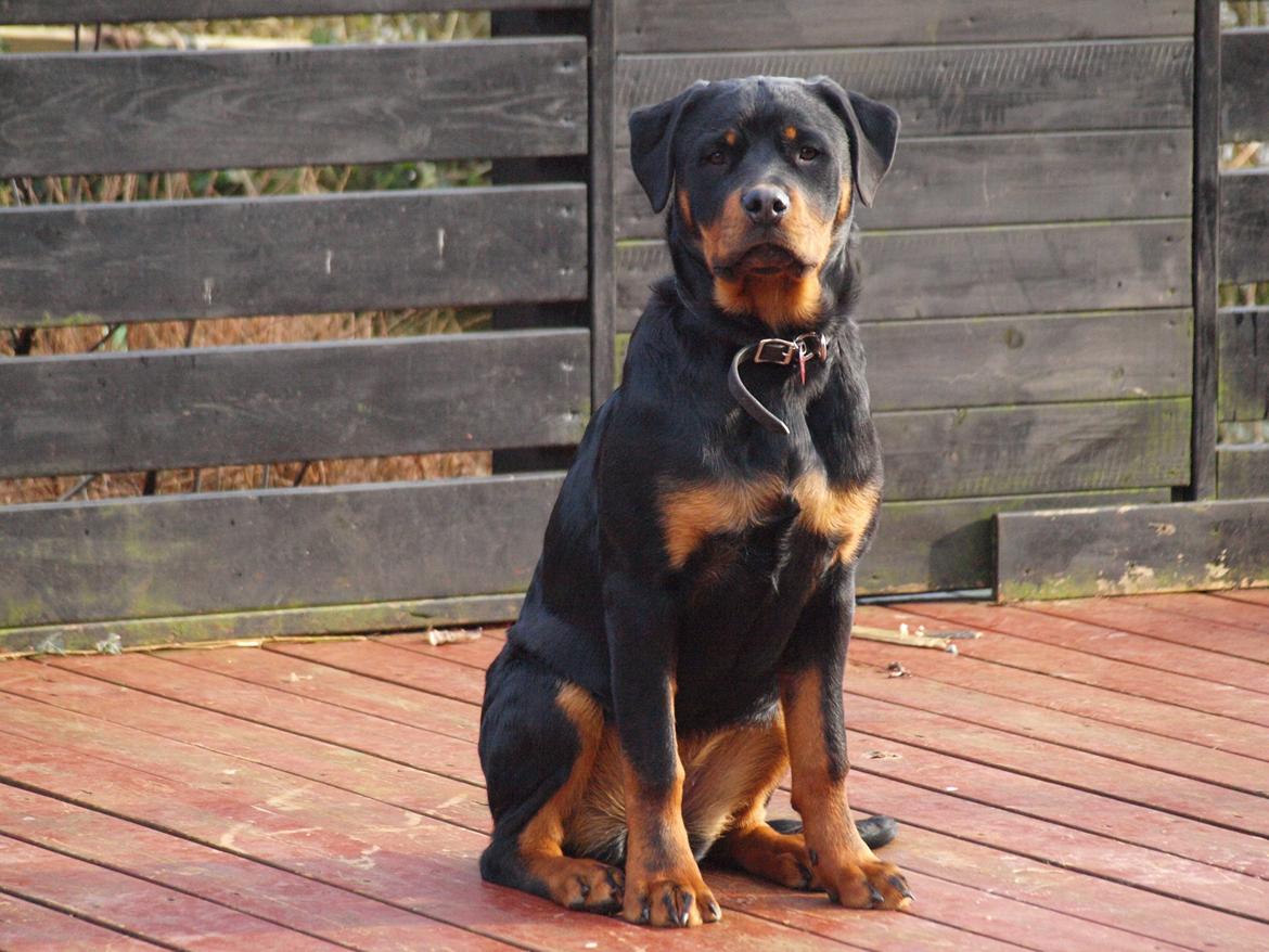 Rottweiler Vom Hause Desteny Kitta - d. 20-02-2014 billede 7