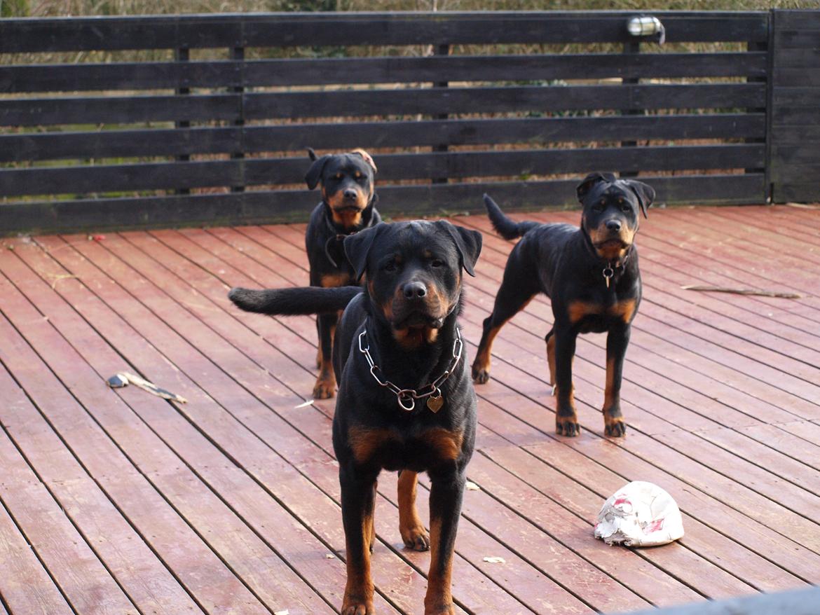 Rottweiler Vom Hause Desteny Kitta - Kitta, Boris og Chanel billede 8