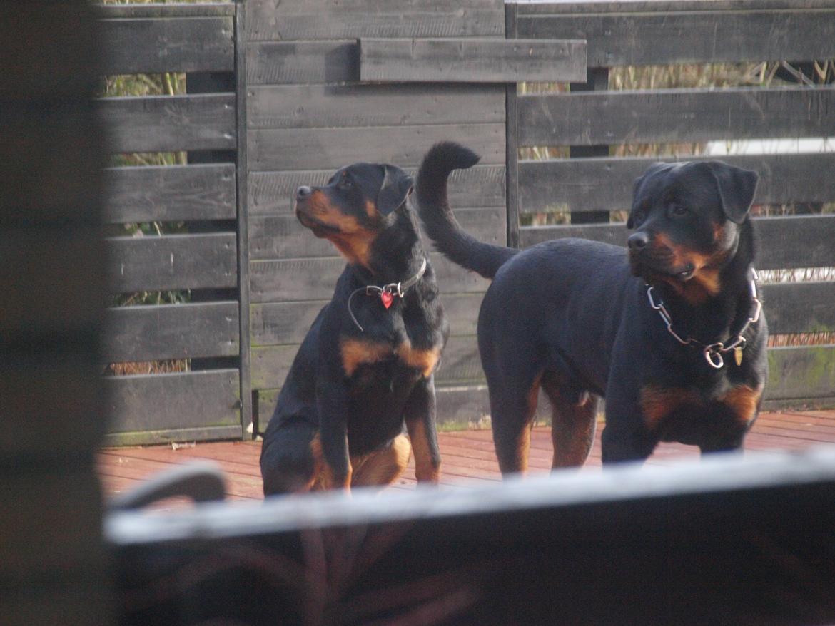 Rottweiler Vom Hause Desteny Kitta - Hvad pokker har de gang i billede 5