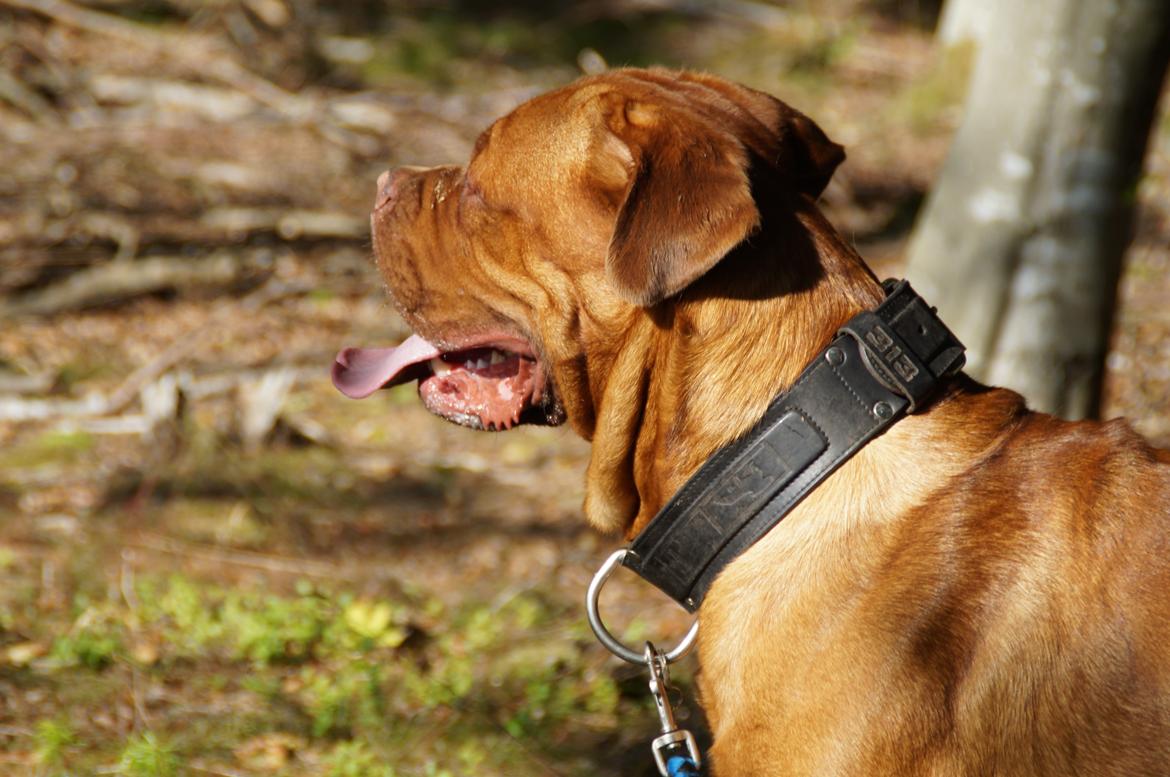 Dogue de bordeaux Max billede 3