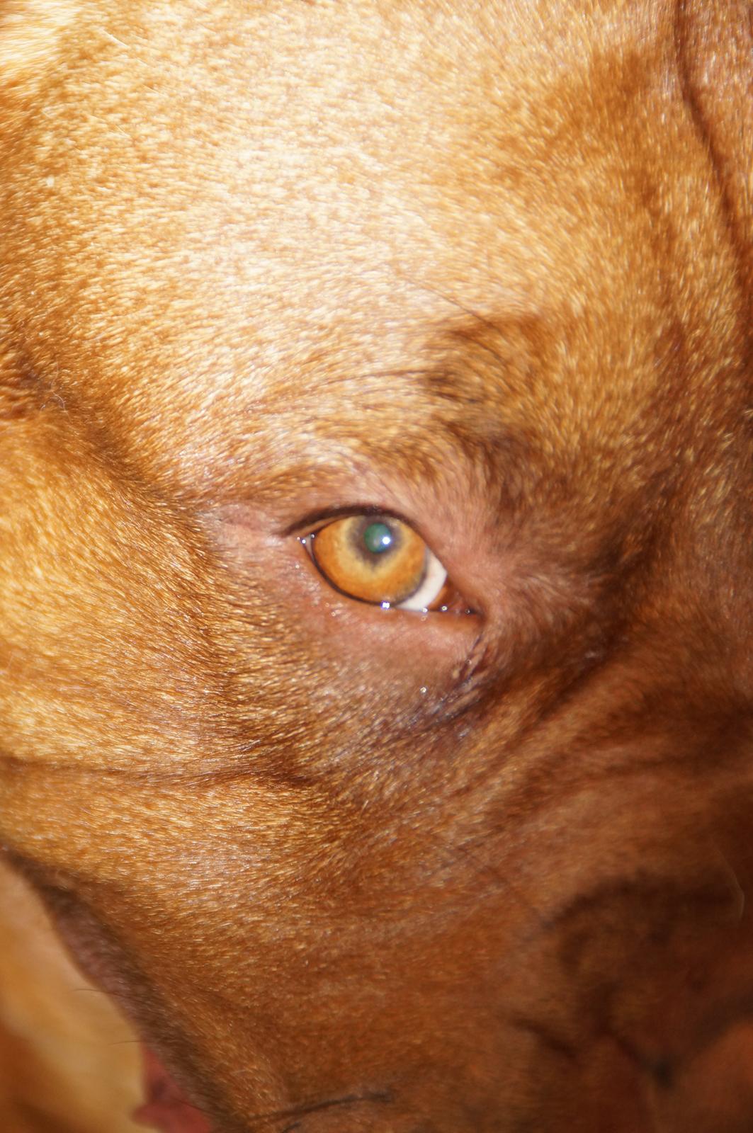 Dogue de bordeaux Max billede 9