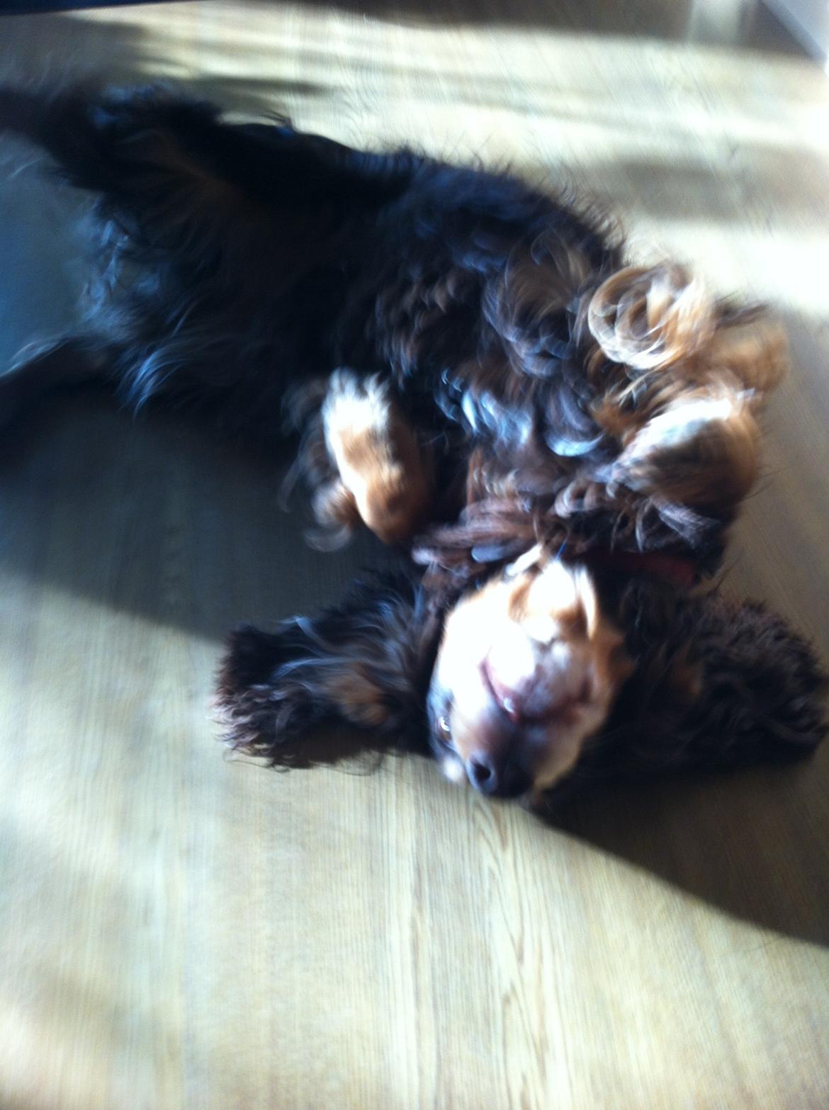 Field Trial Cockerspaniel Lise billede 6