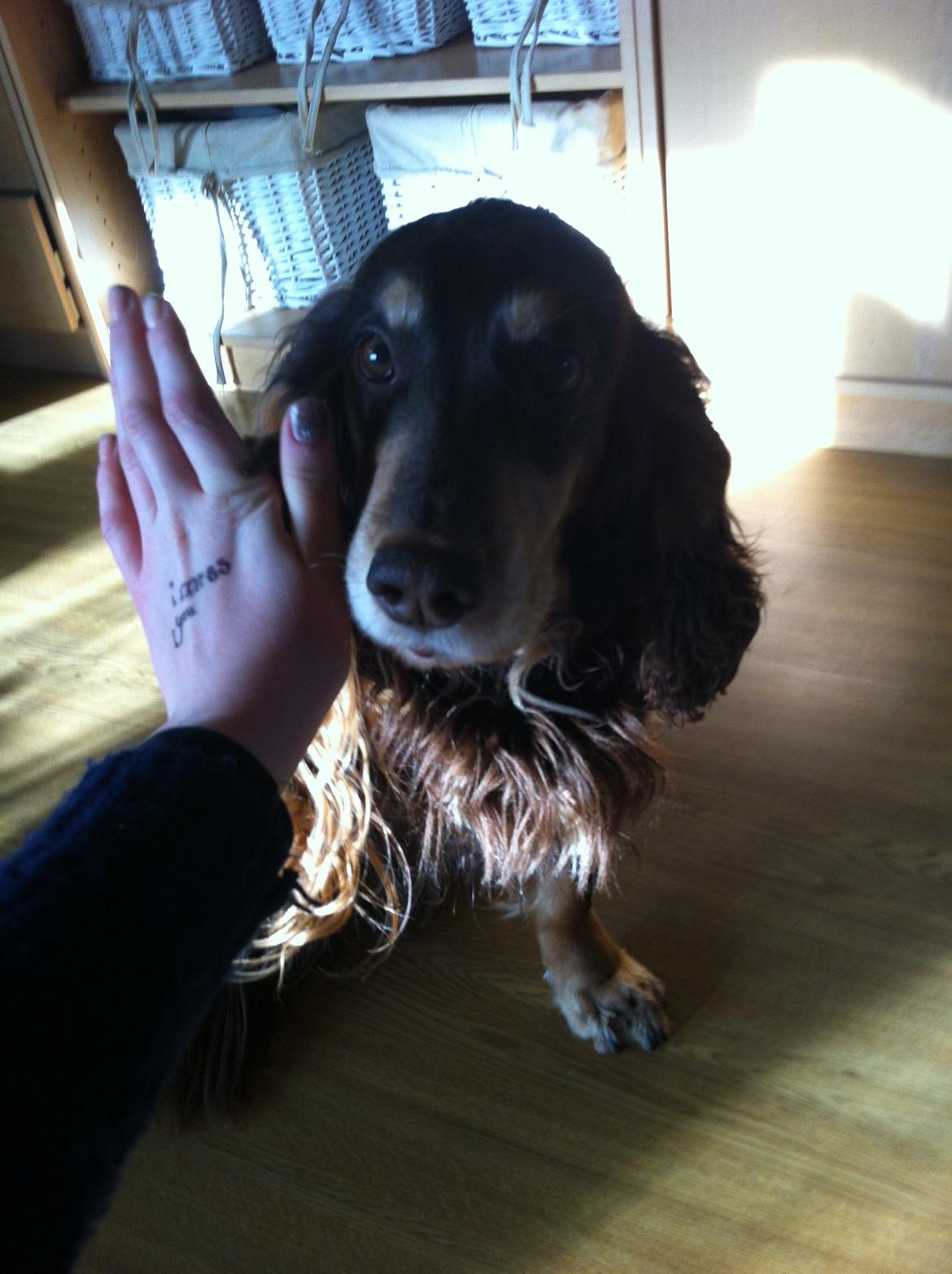 Field Trial Cockerspaniel Lise billede 8