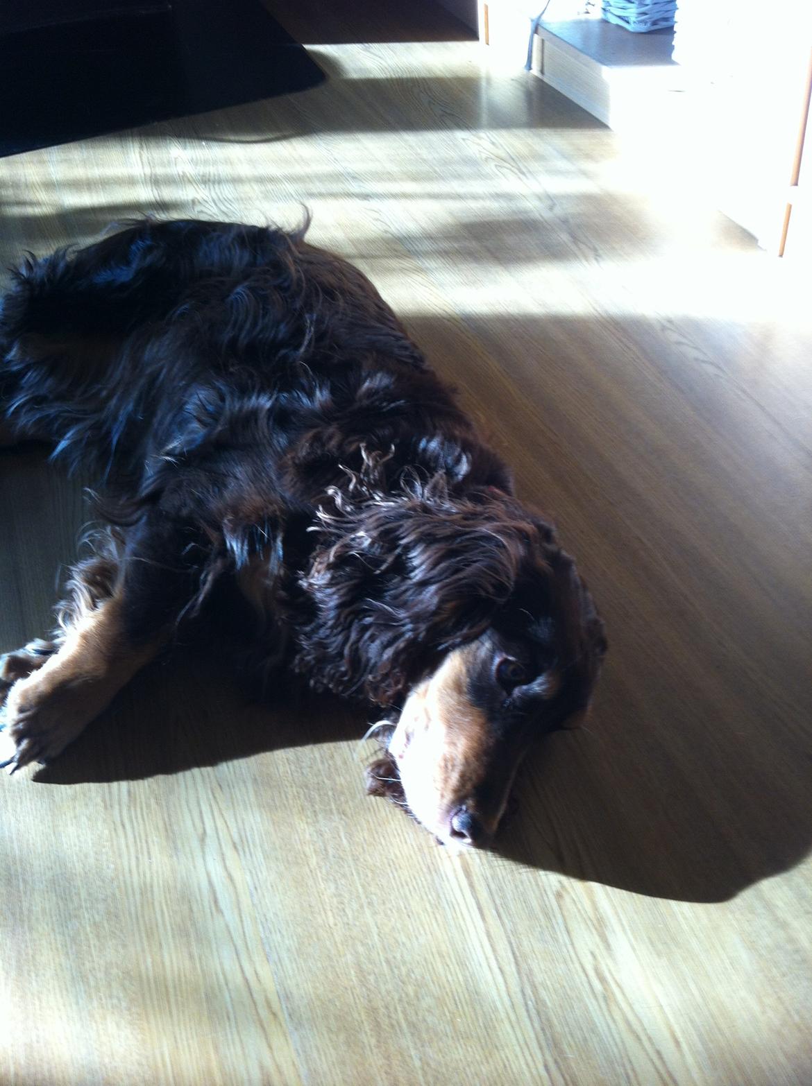 Field Trial Cockerspaniel Lise billede 2