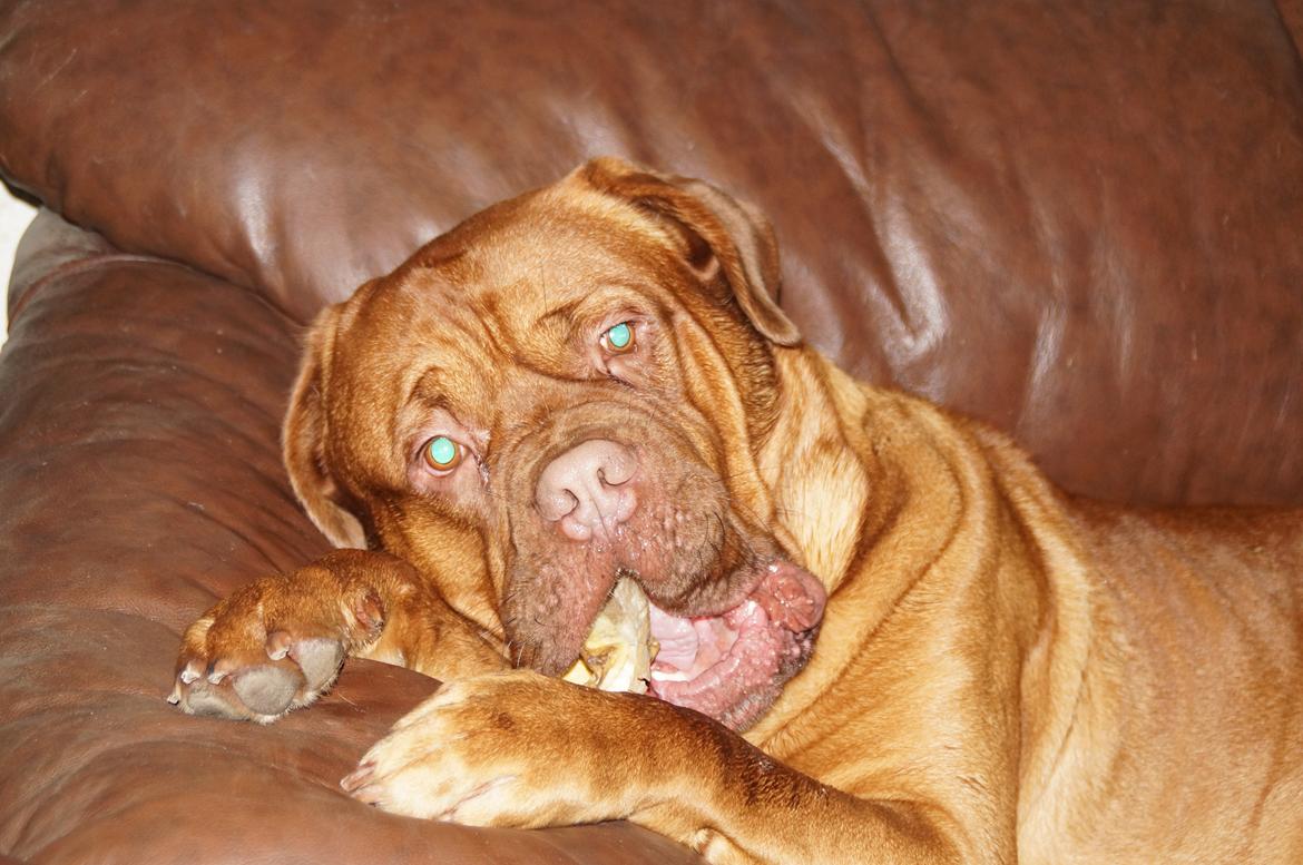 Dogue de bordeaux Max billede 10