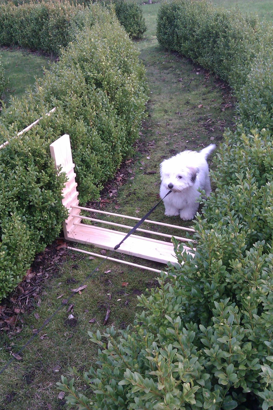 Coton de tulear Bucha - uhh jeg tør ikke billede 4