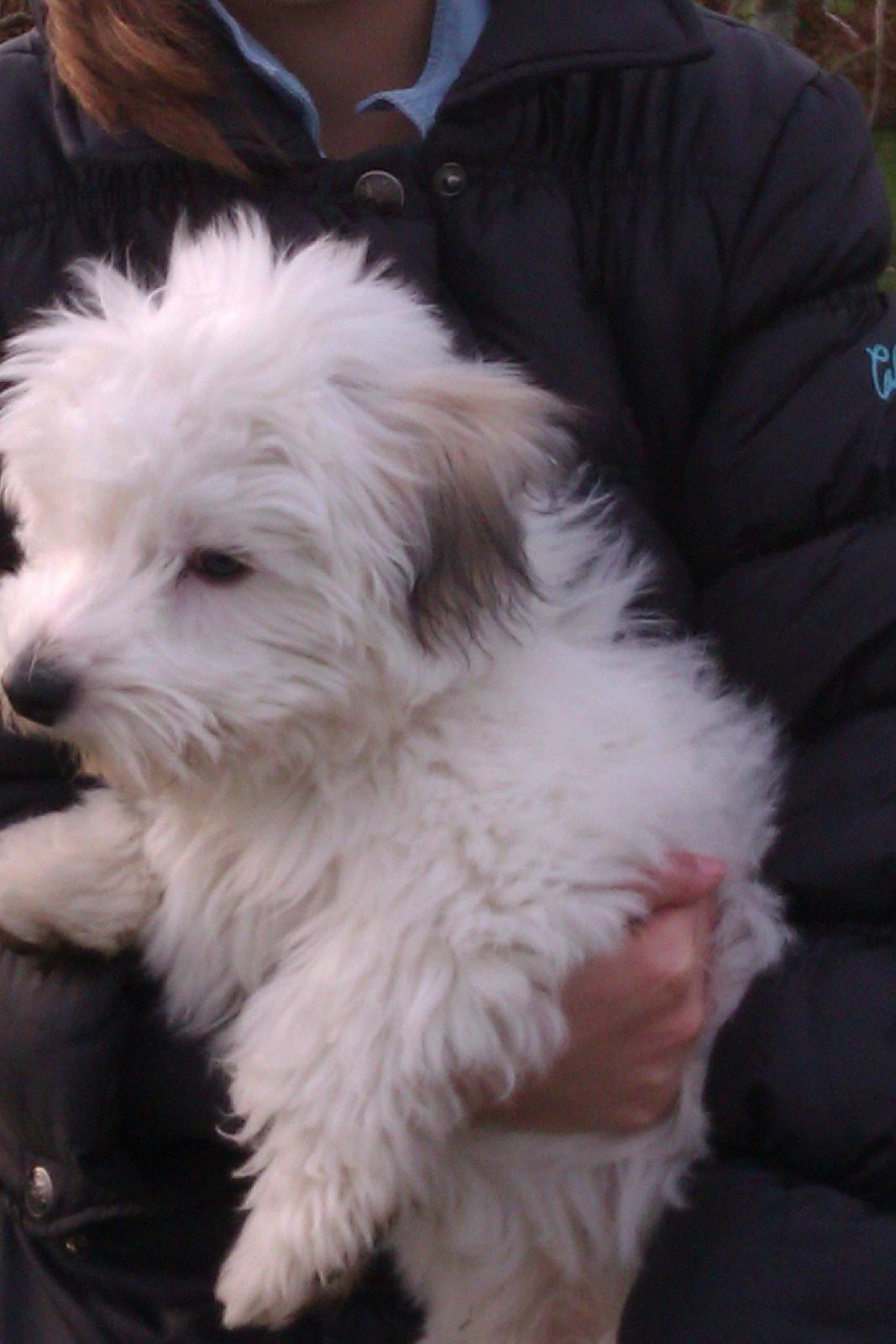 Coton de tulear Bucha billede 1