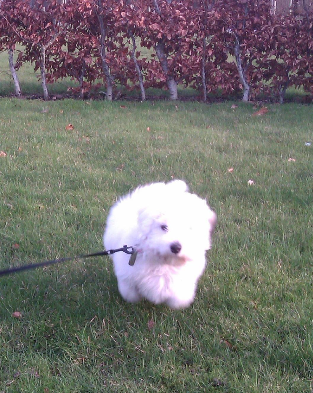 Coton de tulear Bucha - jeg er ude og løbe en aftentur! billede 5