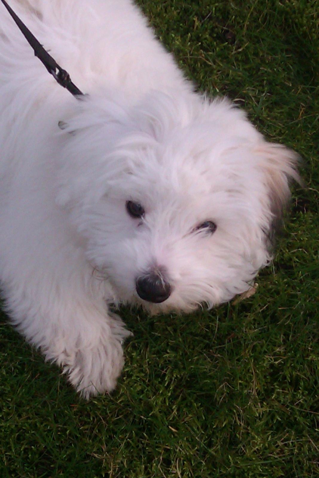 Coton de tulear Bucha - er blevet træt af alle de kameraer jeg vil hjem nu! billede 6