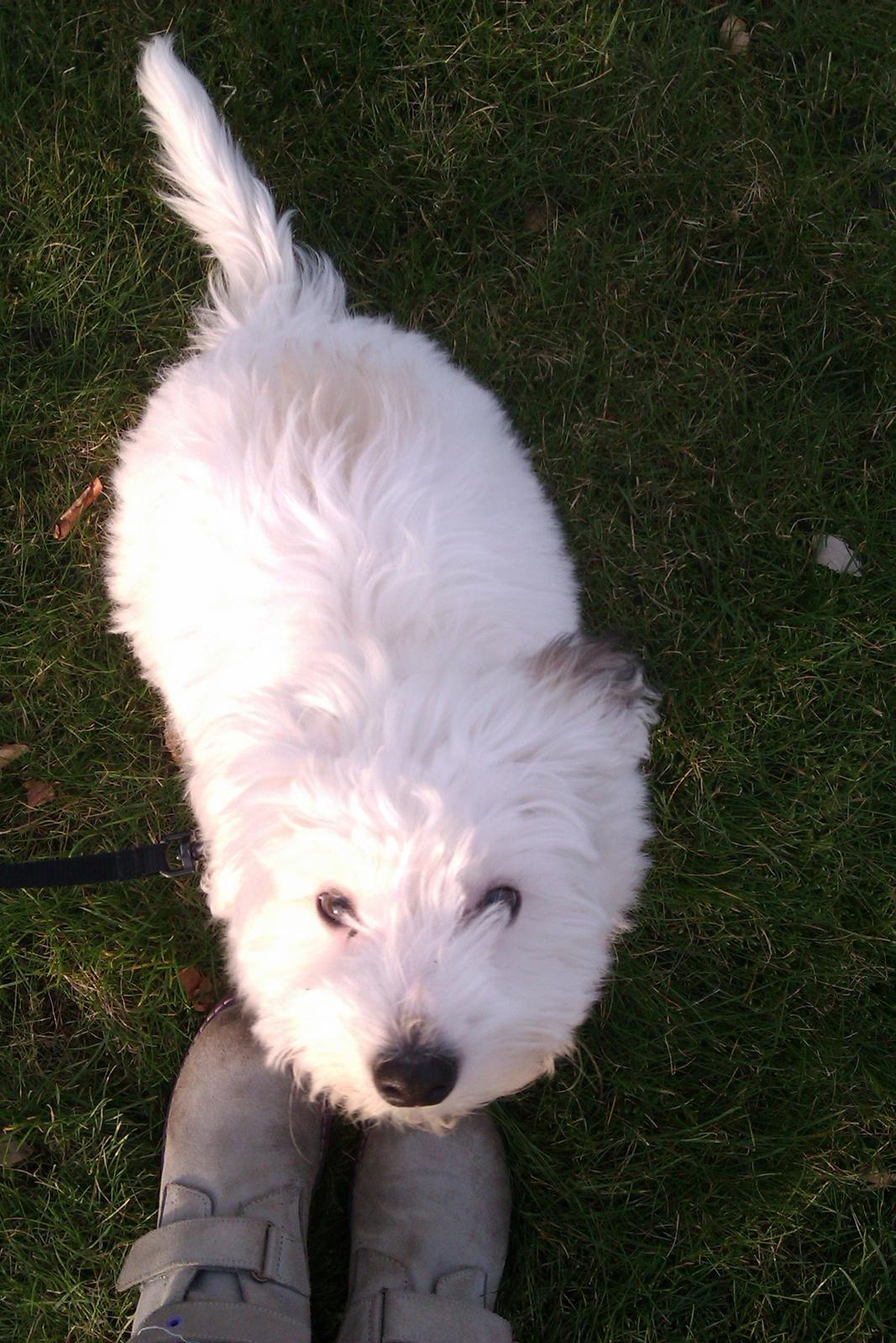 Coton de tulear Bucha billede 3