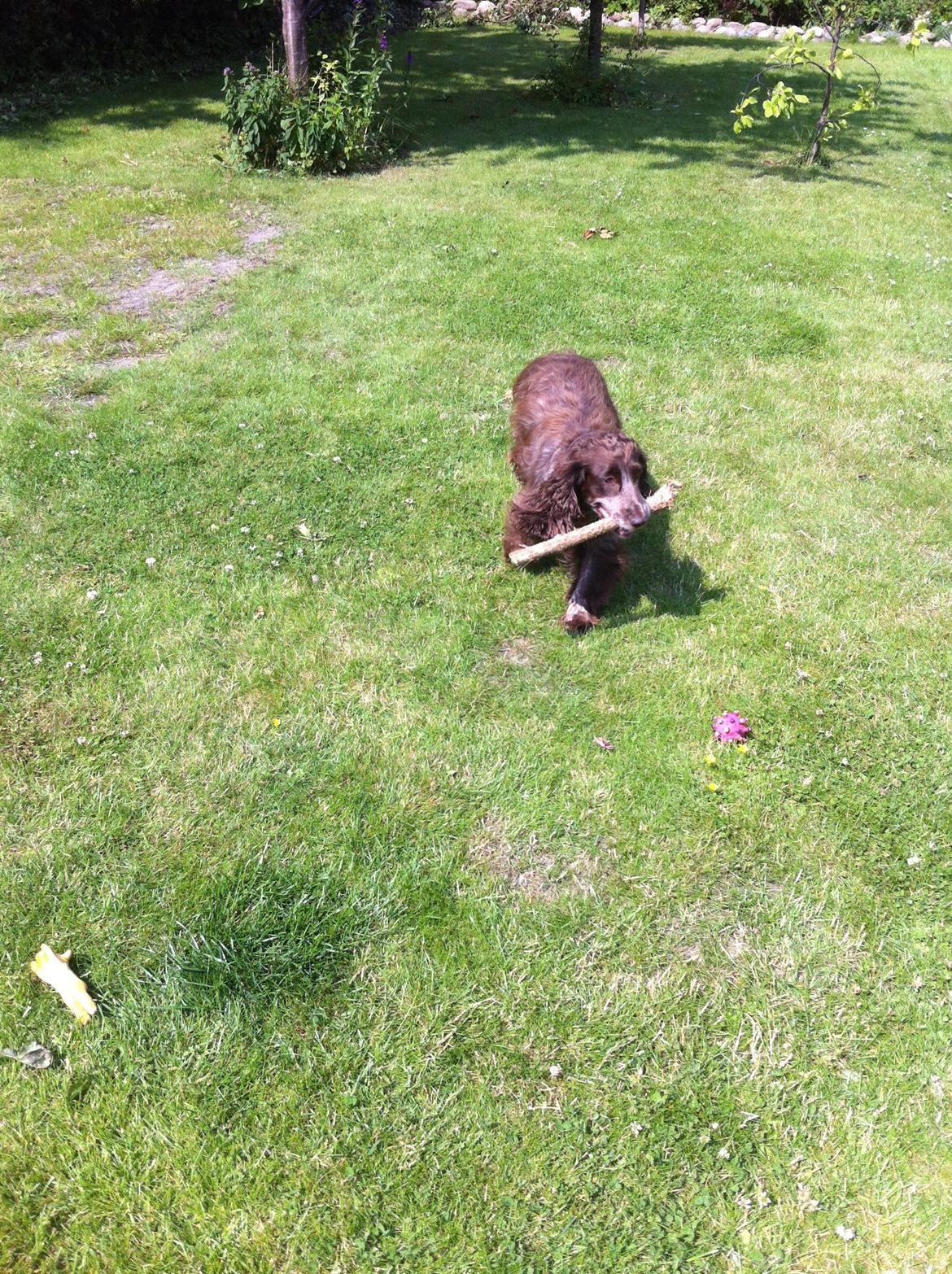 Field Trial Cockerspaniel Smut R.I.P. <3 billede 3