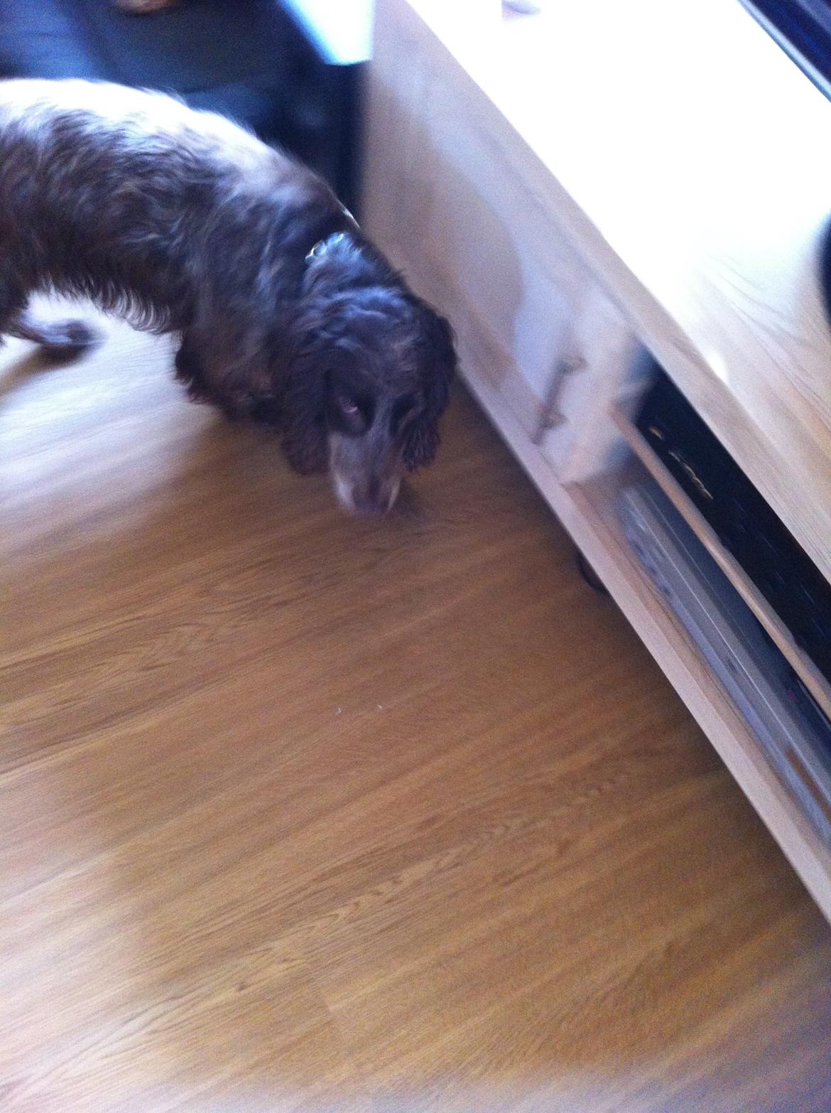 Field Trial Cockerspaniel Smut R.I.P. <3 billede 4