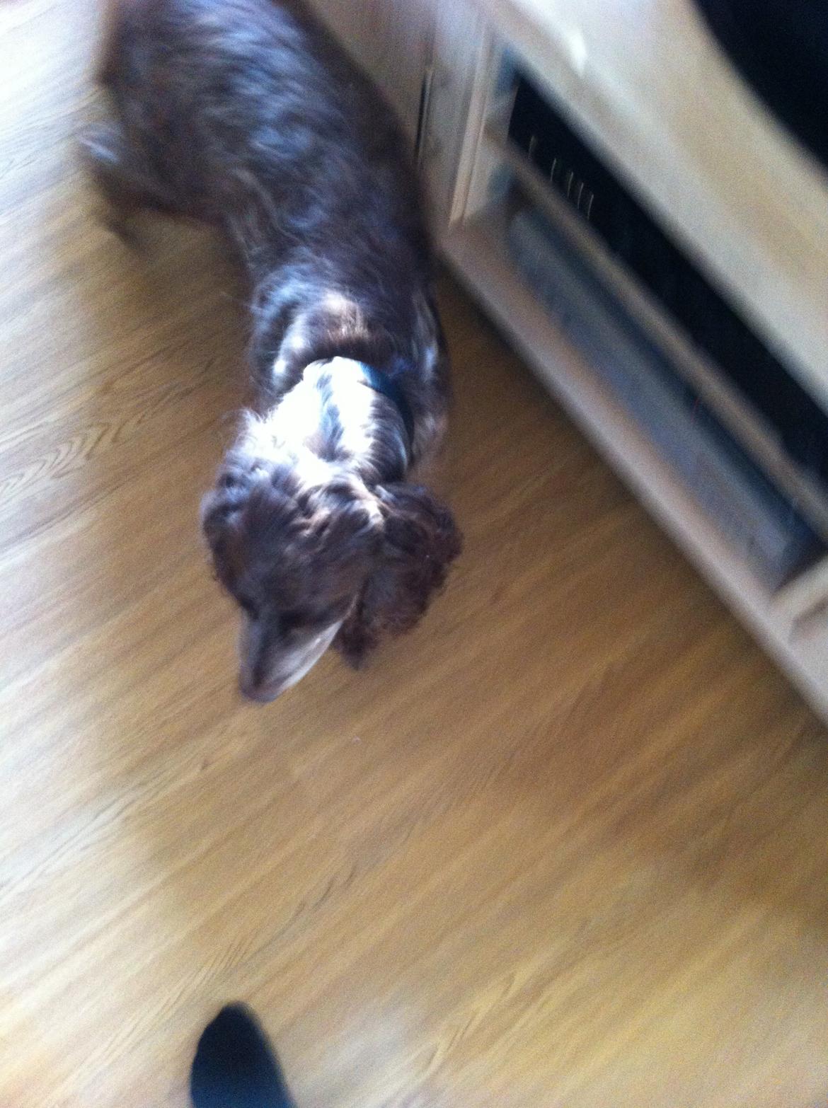 Field Trial Cockerspaniel Smut R.I.P. <3 billede 5