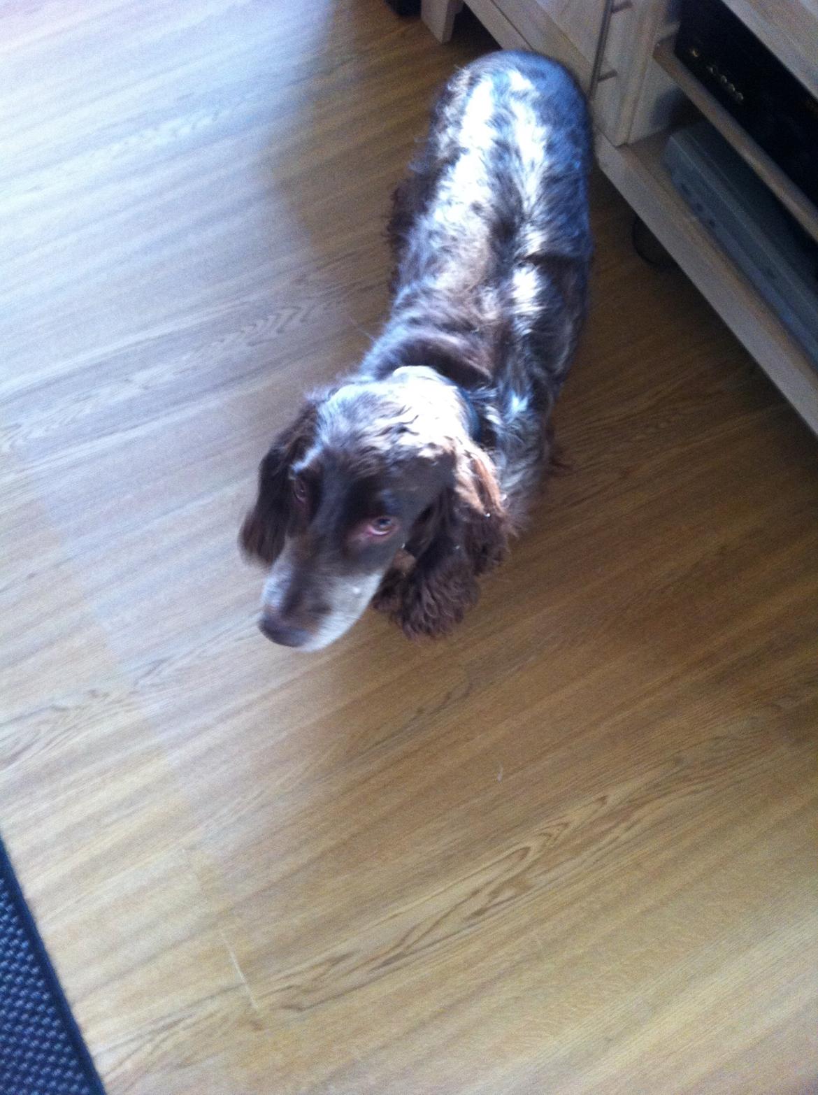 Field Trial Cockerspaniel Smut R.I.P. <3 billede 6