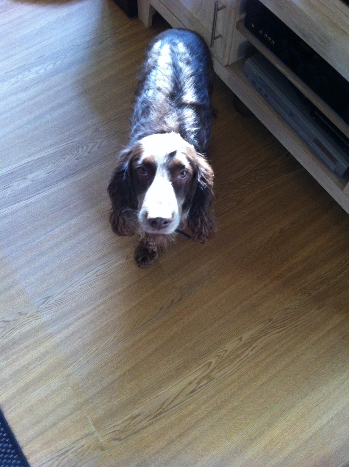 Field Trial Cockerspaniel Smut R.I.P. <3 billede 7