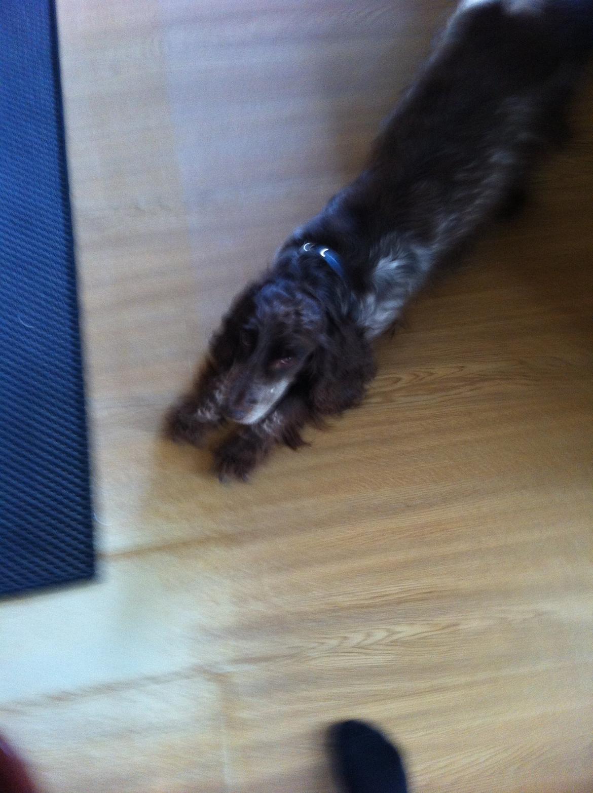 Field Trial Cockerspaniel Smut R.I.P. <3 billede 9