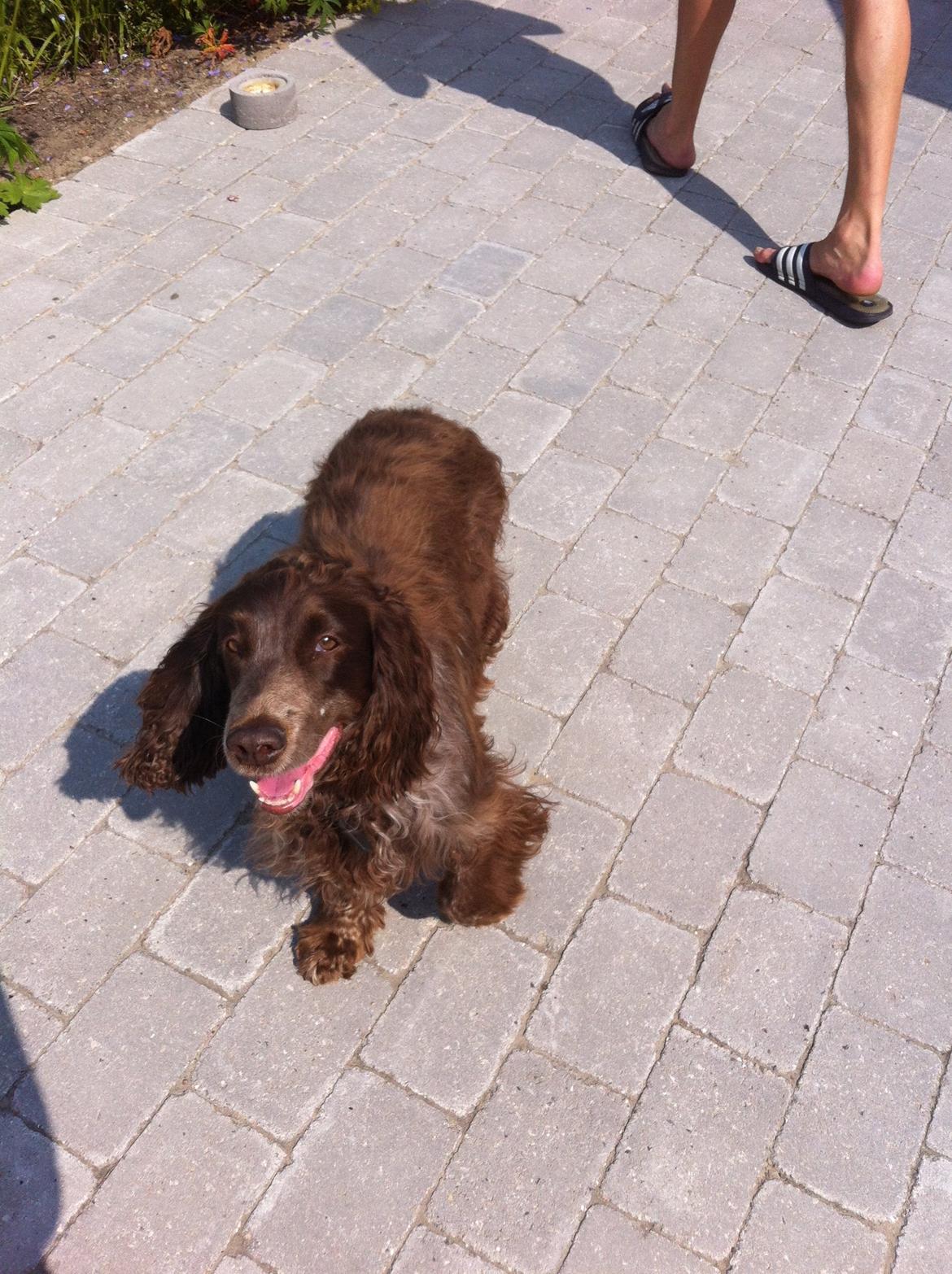 Field Trial Cockerspaniel Smut R.I.P. <3 billede 1