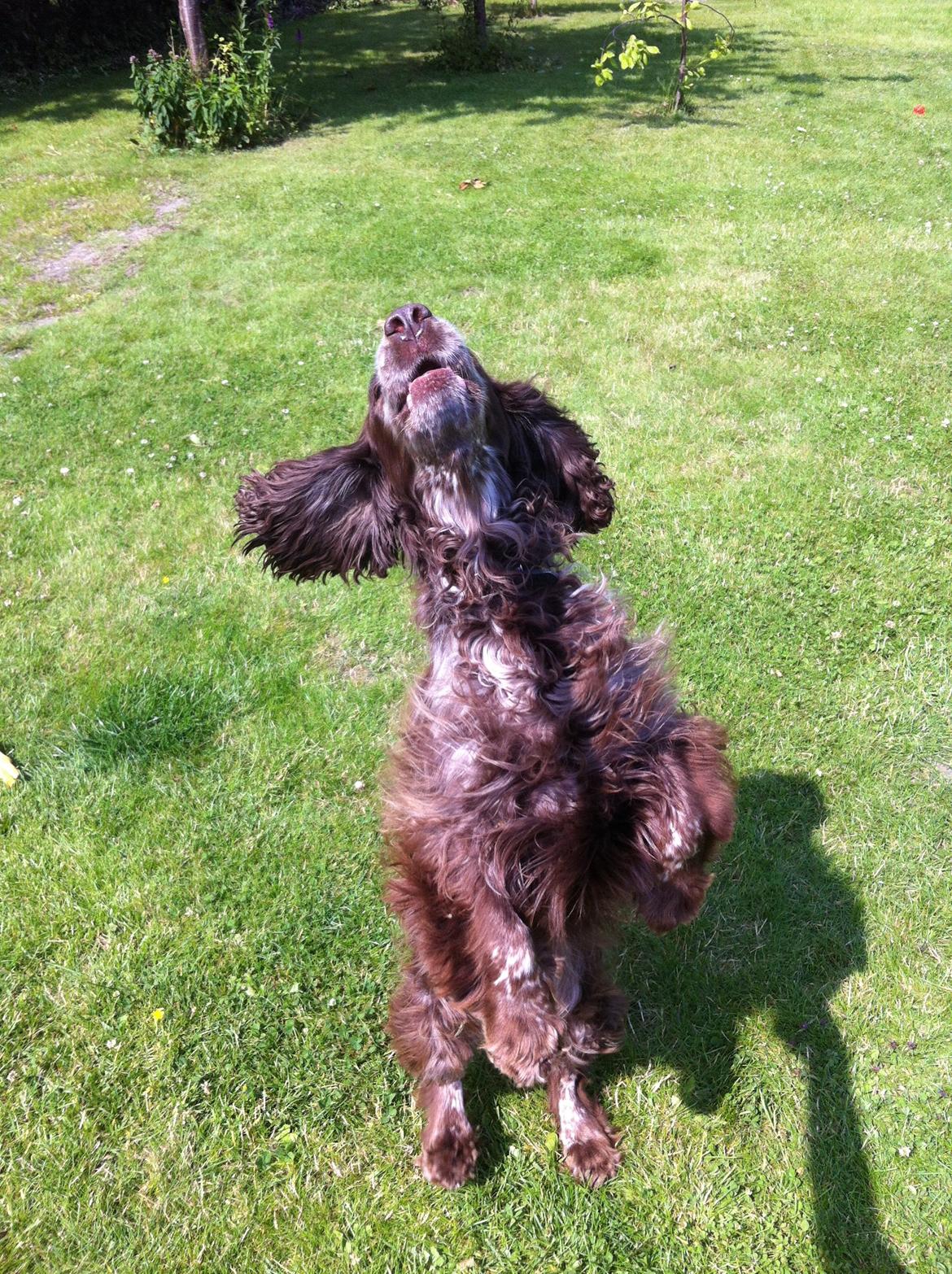 Field Trial Cockerspaniel Smut R.I.P. <3 billede 8