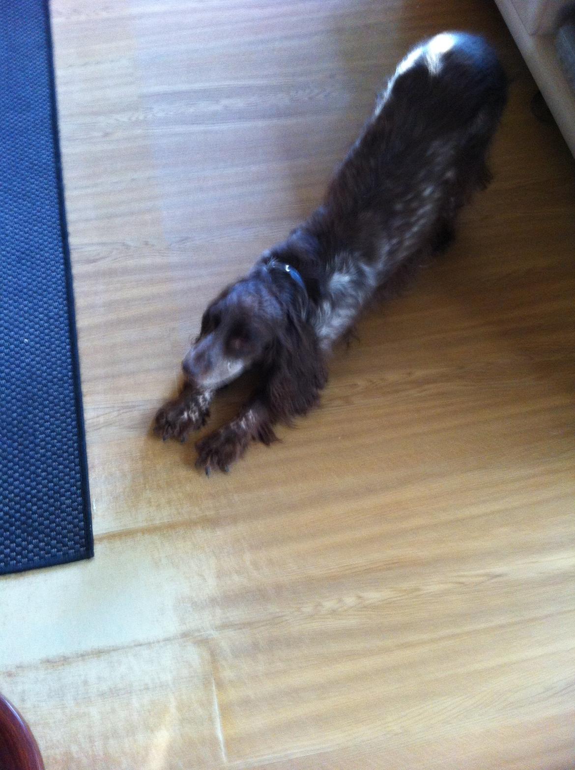 Field Trial Cockerspaniel Smut R.I.P. <3 billede 17