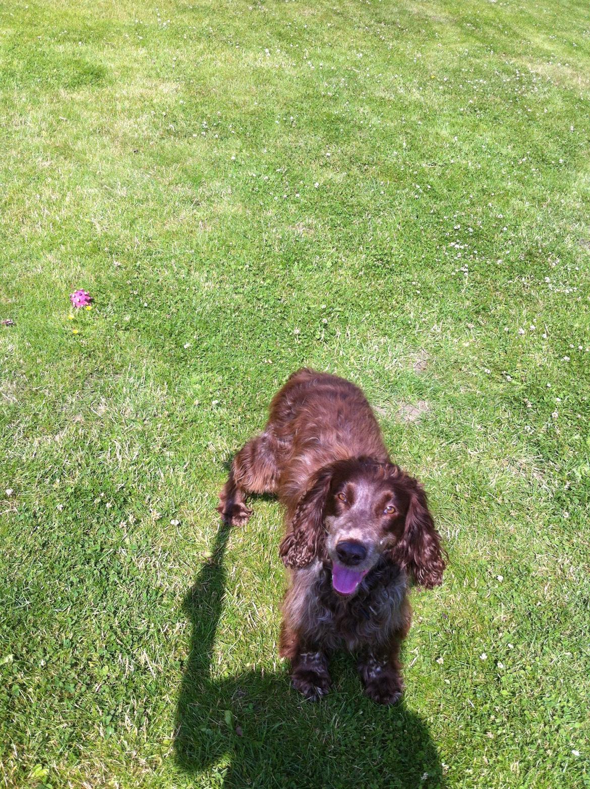 Field Trial Cockerspaniel Smut R.I.P. <3 billede 14