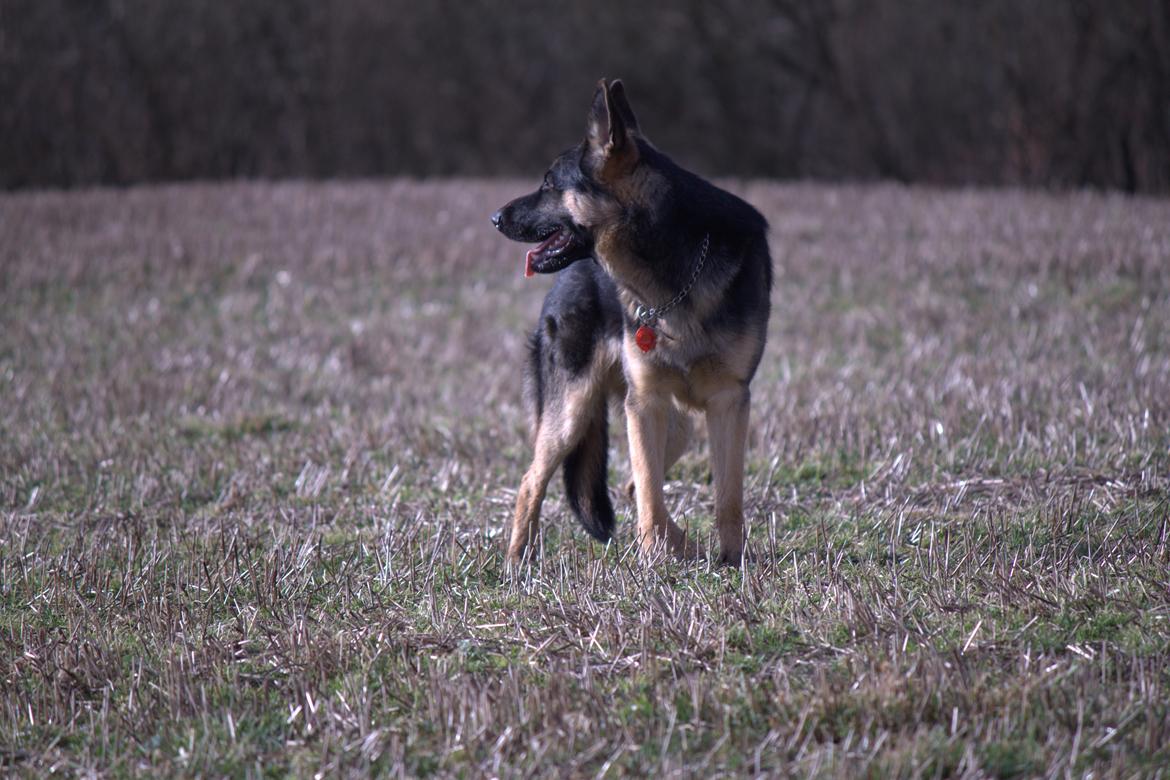 Schæferhund Pascha billede 3