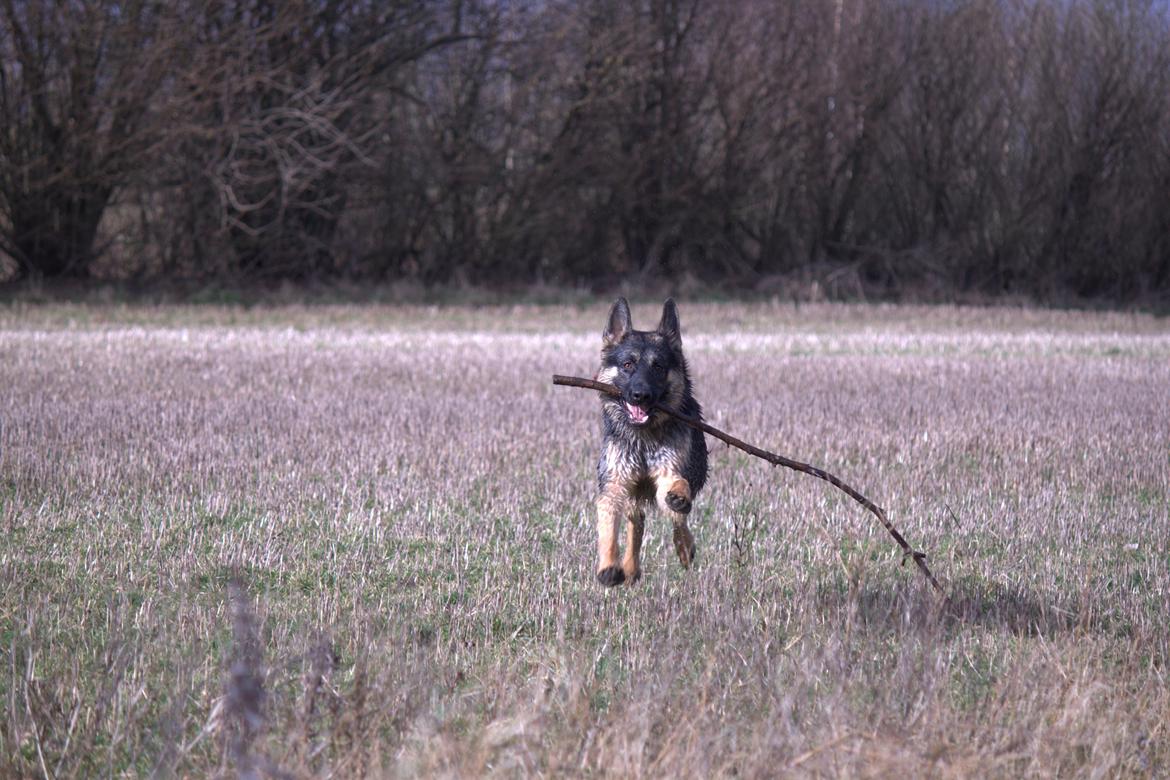 Schæferhund Pascha billede 4