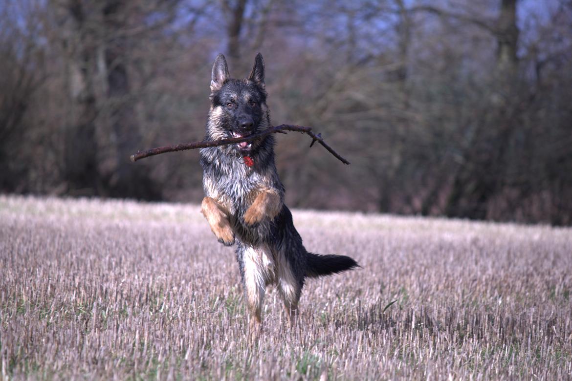 Schæferhund Pascha billede 5