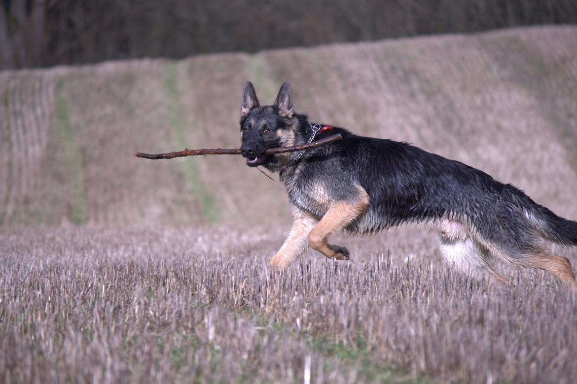 Schæferhund Pascha billede 6