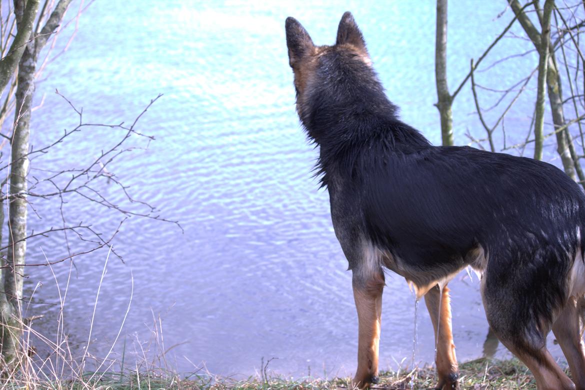 Schæferhund Pascha billede 7
