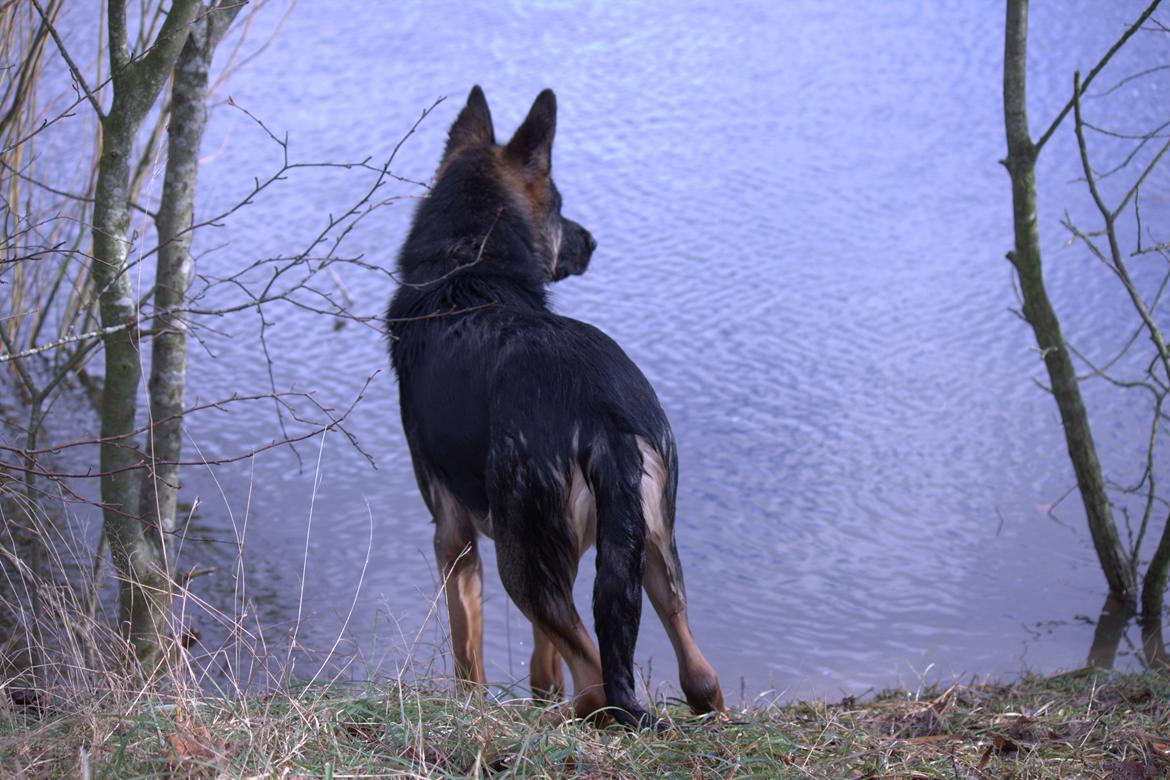 Schæferhund Pascha billede 8