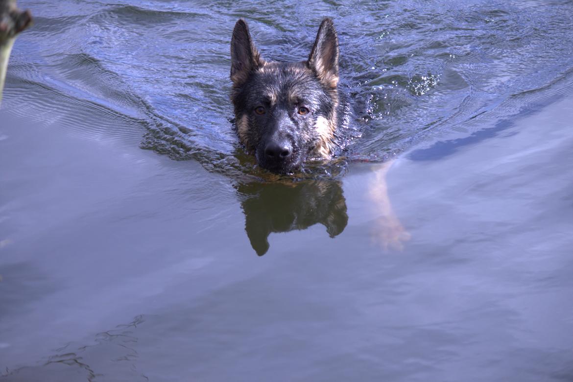 Schæferhund Pascha - Pascha ude og svømme for første gang.. Der var noget det plaskede i vandet og Pascha sprang ud efter det.. Først da han landede opdagede han at han ikke kunne bunde.. Et glimrende eksempel på at han ikke altid tænker over hvad han laver..  billede 9