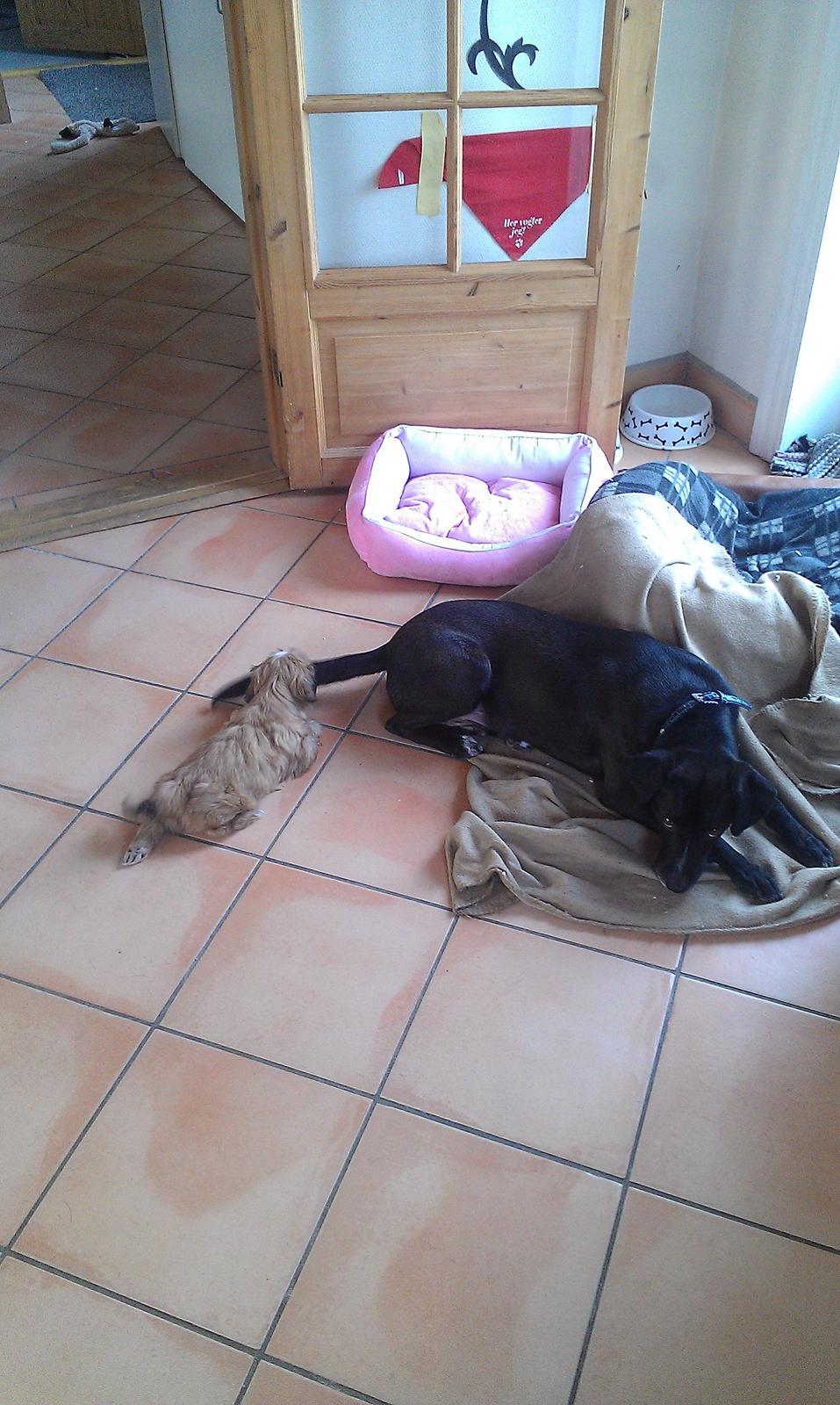 Shih tzu Fonvig's Phoebe - Leger lige med Lucas hale billede 7