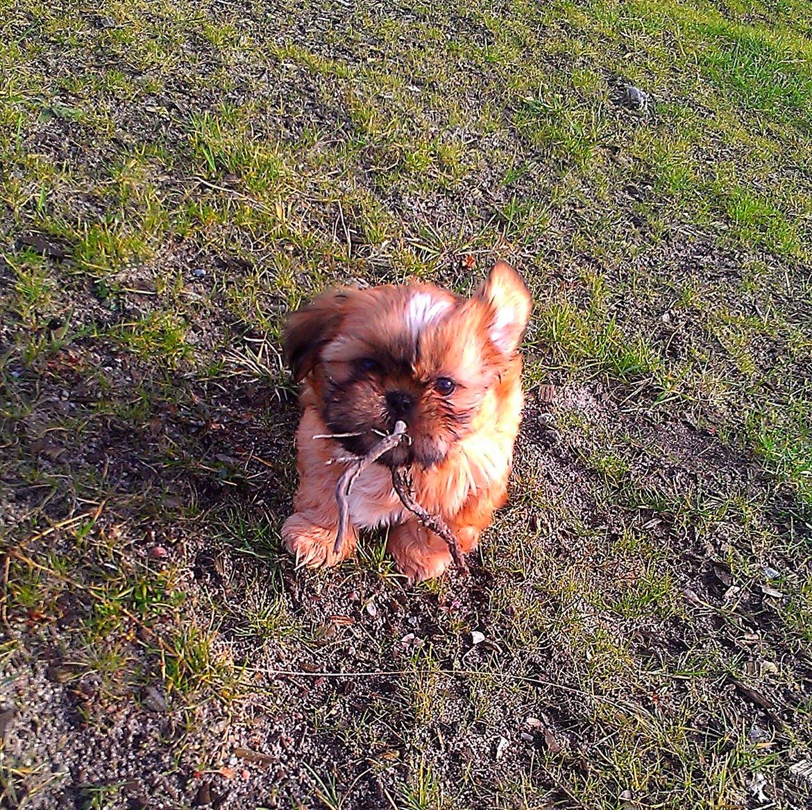 Shih tzu Fonvig's Phoebe - Se mor, jeg fandt en pind! :D billede 5